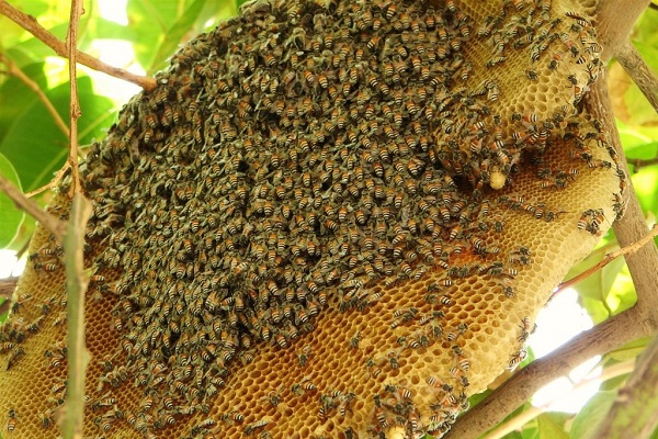 Bạn nên mua mật ong nguyên chất ở đâu?