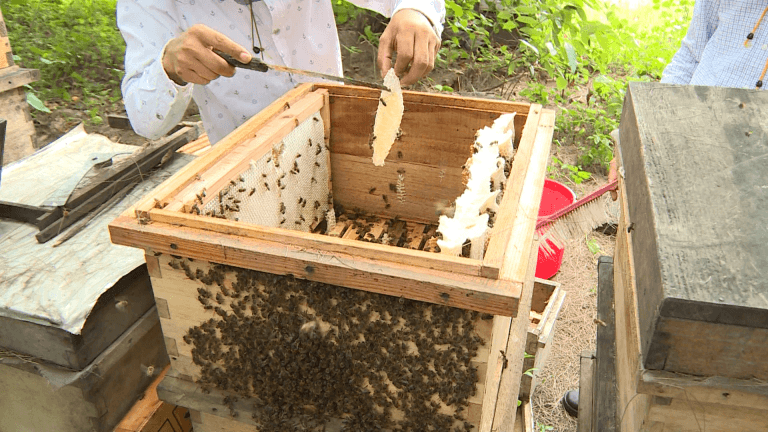 mật ong nuôi nhân tạo